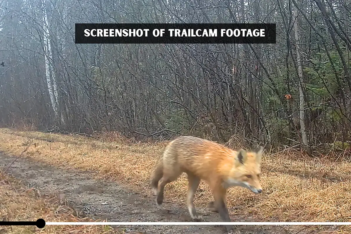 Captura de pantalla de una cámara de rastreo que muestra a un zorro rojo caminando por un sendero forestal bordeado de árboles desnudos.