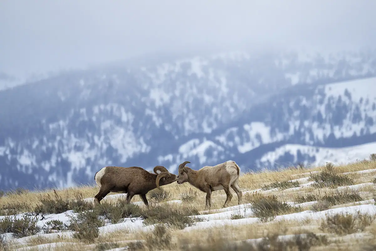 Two bighorn sheep facing each other on a snowy mountain slope, displaying natural behavior during winter with misty peaks in the background.