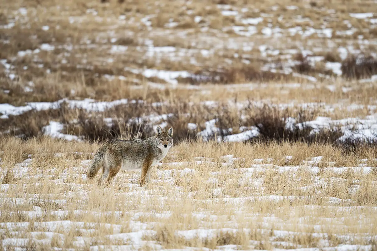 Coyote standing alert in a snowy grassland field during winter, blending into the dry golden vegetation and showcasing natural camouflage in cold conditions.