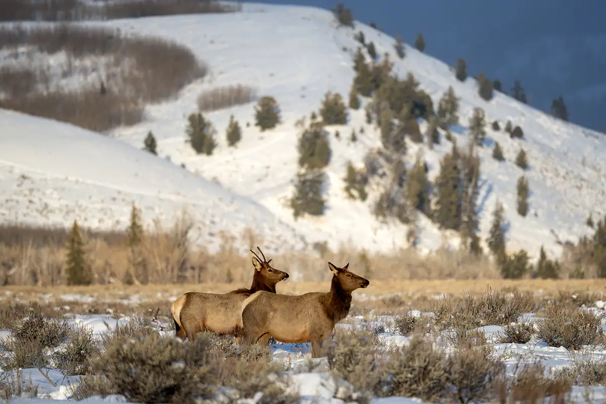 Two elk stand alert in a snowy mountain valley surrounded by sagebrush and evergreens, illustrating environmental composition for winter wildlife photography tips.