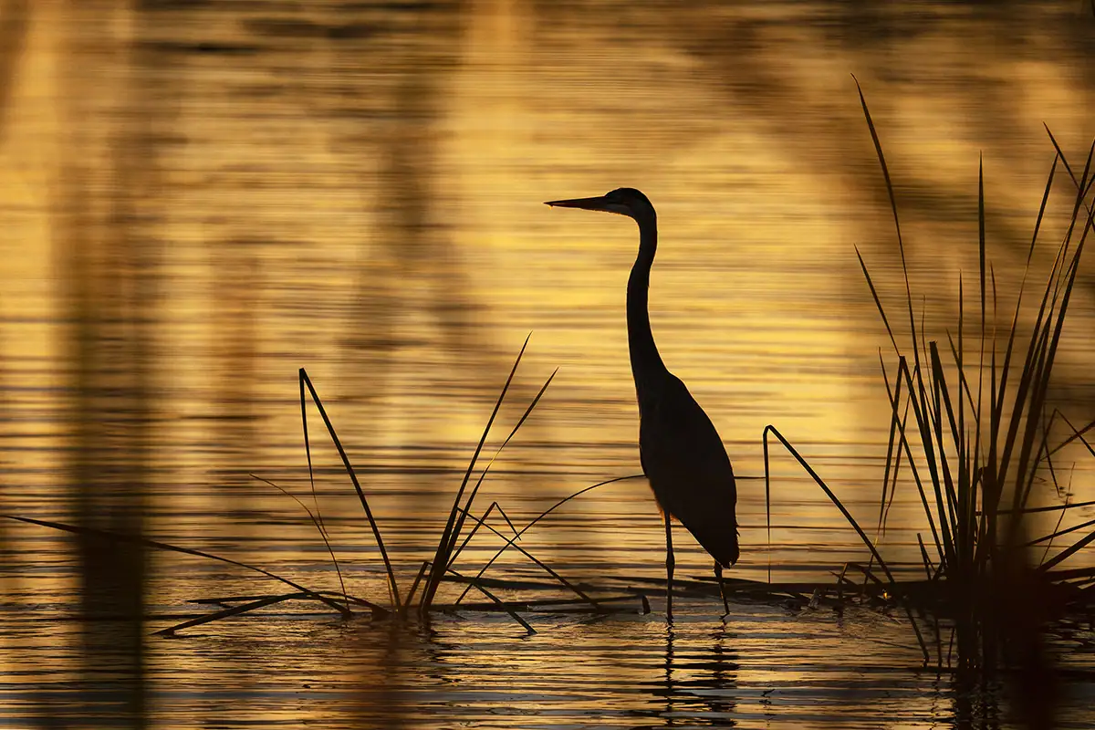 A great blue heron stands in shallow water at sunset, silhouetted against golden reflections on the surface &mdash; an example of creative lighting for winter wildlife photography tips.