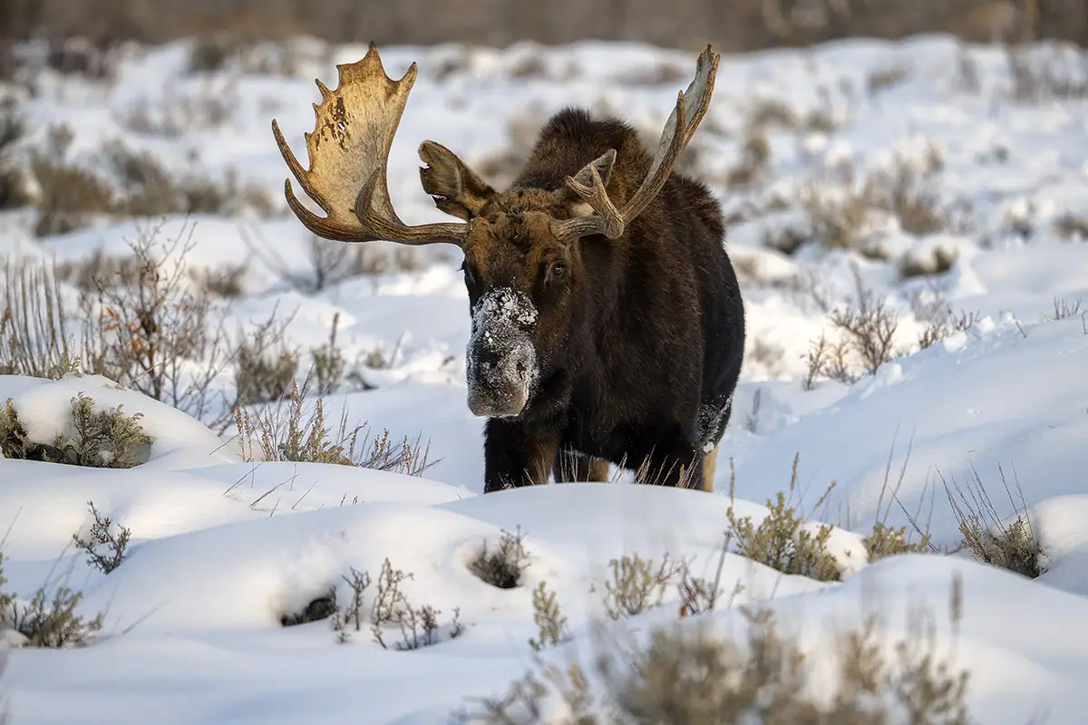 A bull moose with snow-covered muzzle stands in a snowy field surrounded by sagebrush, demonstrating close-up composition and natural lighting for winter wildlife photography tips.