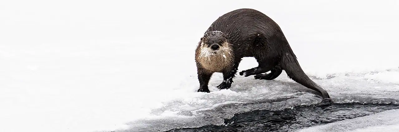 River otter standing on snow-covered ice beside an opening in the water, showcasing winter wildlife behavior in a cold, natural environment.