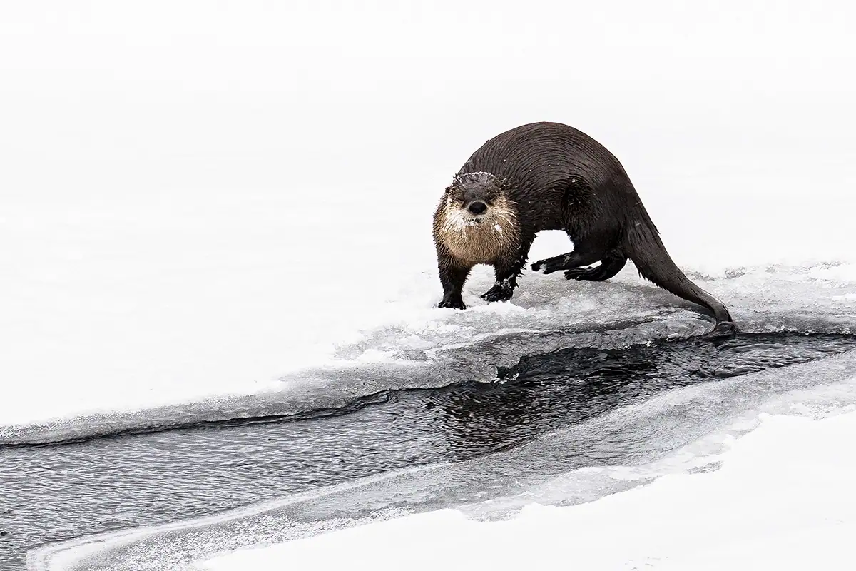 A river otter stands on the snowy edge of a partially frozen stream, its wet fur glistening against the white background &mdash; a perfect example of capturing contrast in winter wildlife photography tips.