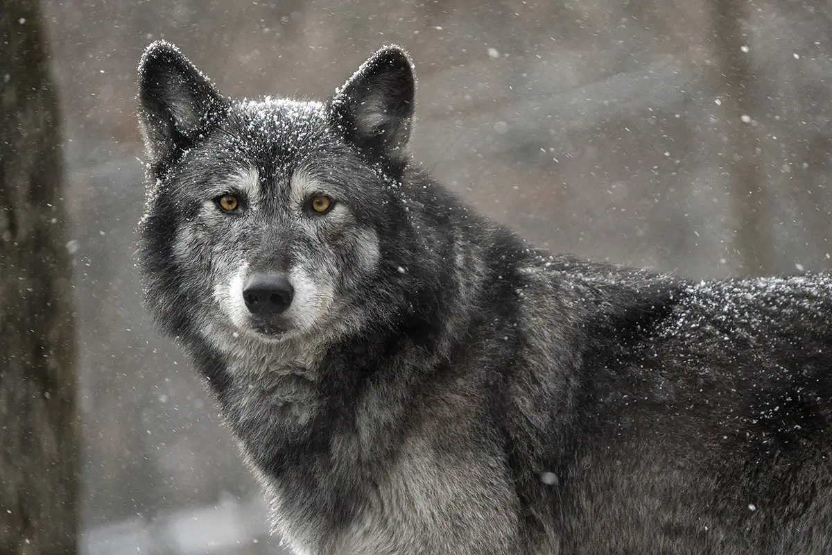 A gray wolf stands alert in a snowy forest, its fur covered with snowflakes and eyes staring directly at the camera.