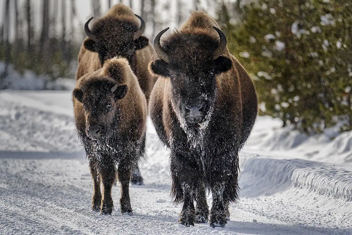 A small herd of bison walks down a snowy road in Yellowstone National Park, their fur dusted with snow, illustrating field conditions for winter wildlife photography tips.