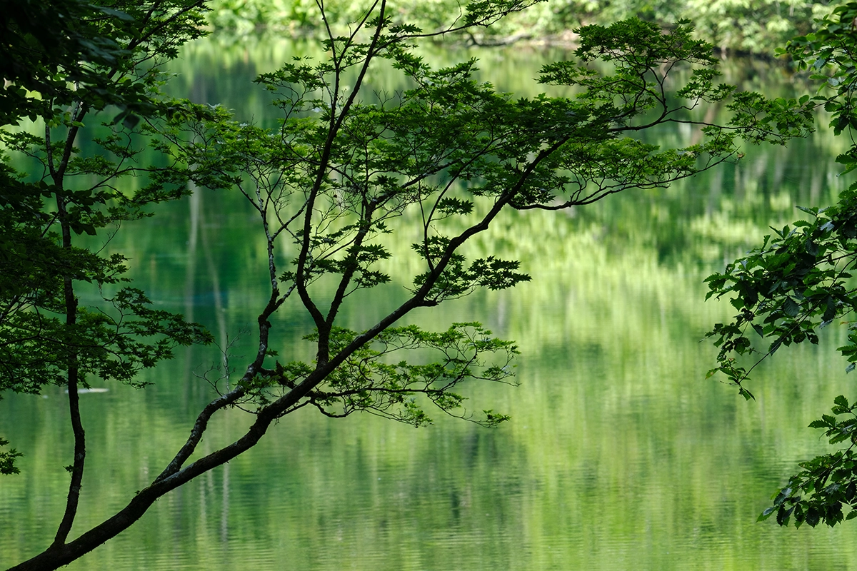 Tree branch with lake behind shot with a Tamron telephoto zoom for Fujifilm digital cameras.