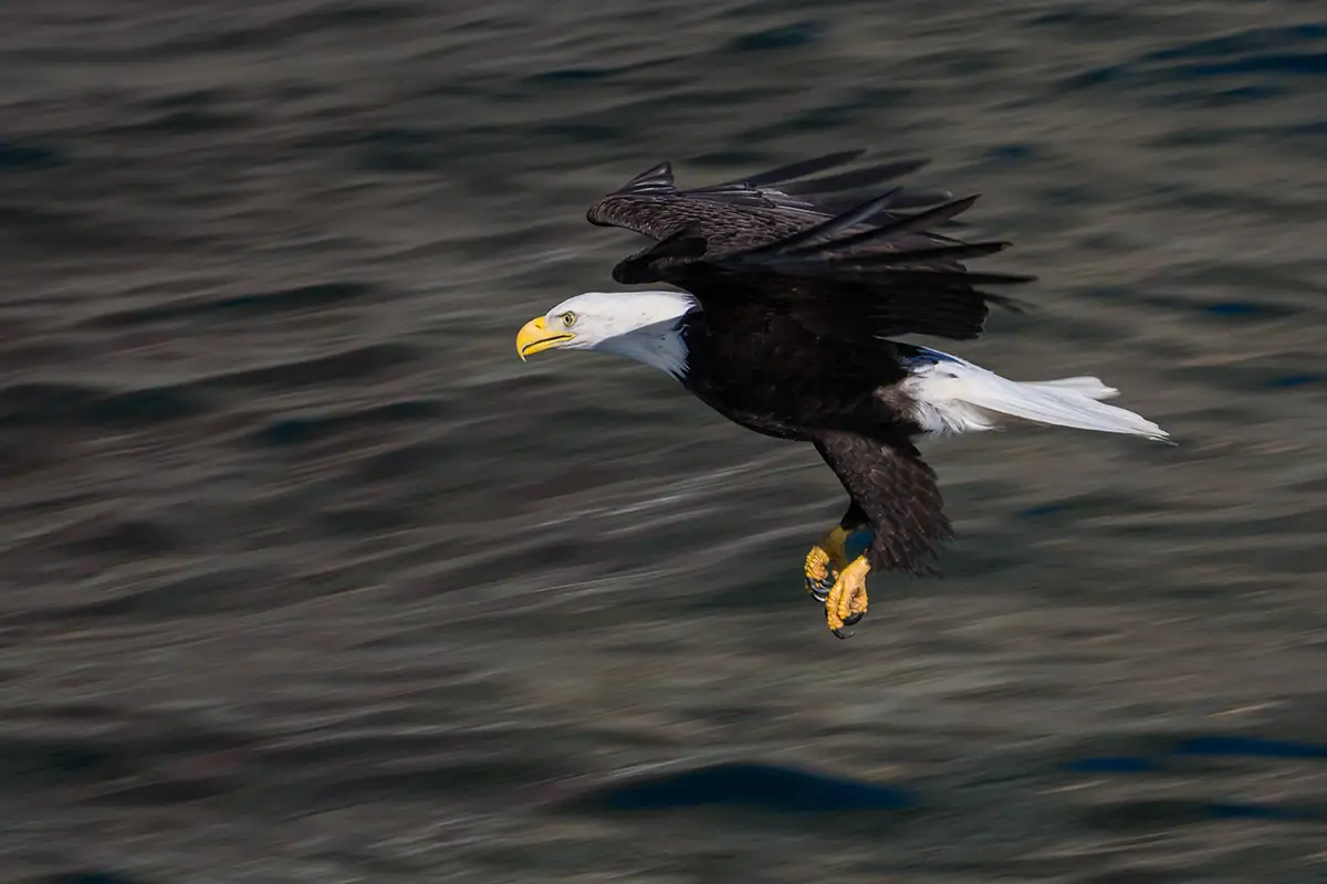 Fotografía panorámica de un águila calva volando bajo sobre el agua, con un fondo desenfocado que enfatiza la velocidad y la precisión.
