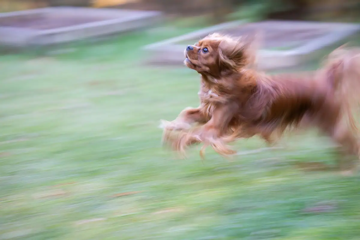 Fotografía panorámica de un perro corriendo, que muestra un fondo borroso por el movimiento y un movimiento dinámico para dar una sensación de velocidad.