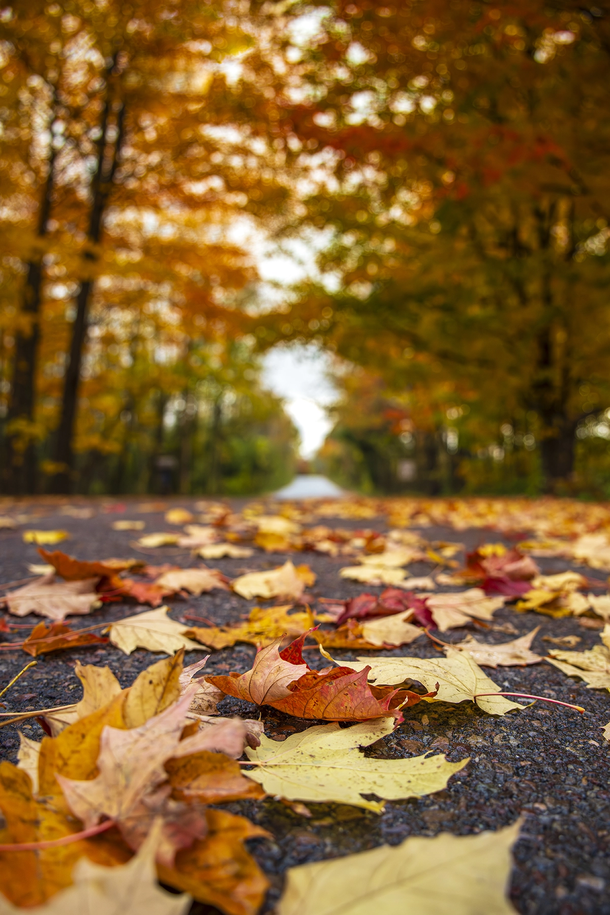 Primer plano de hojas que muestra la nitidez casi macro del Tamron 25-200 mm G2.