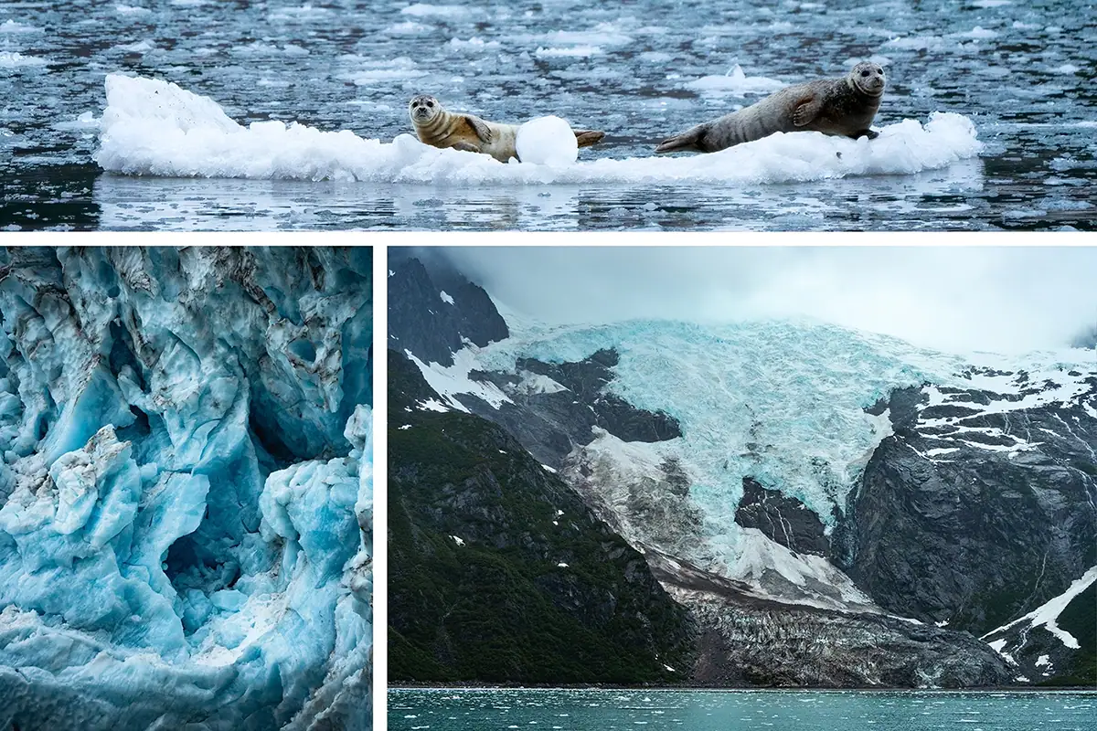 Narrativa visual de tres fotos de focas sobre el hielo y primer plano y paisaje de un glaciar de Alaska que muestran la fotografía narrativa en la naturaleza.