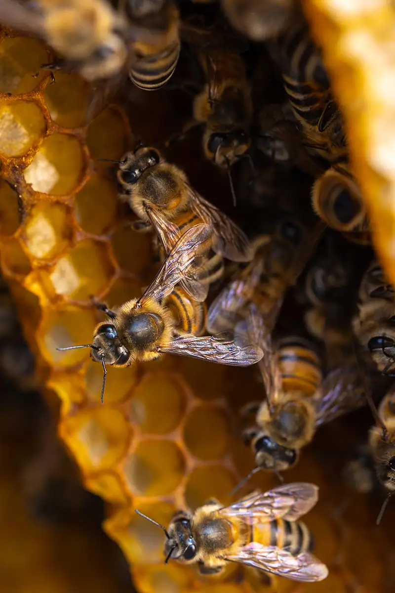Gros plan sur des abeilles dans leur ruche.