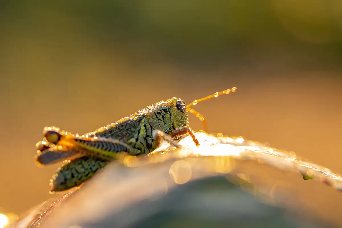 Um gafanhoto com o corpo coberto por pequenas gotas de orvalho que brilham com os primeiros raios de sol.