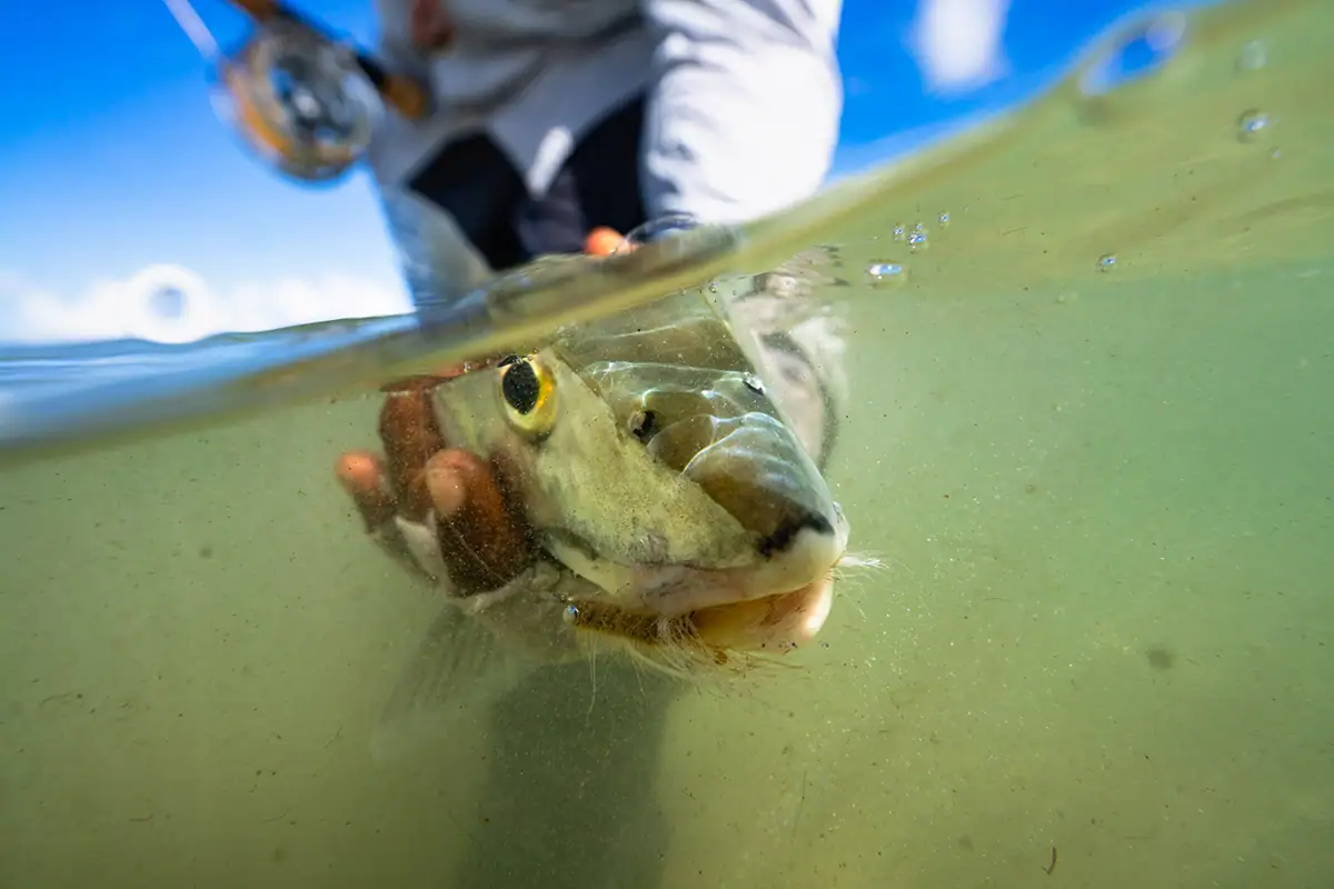 Fish underwater during fly fishing catch at Turneffe Atoll.