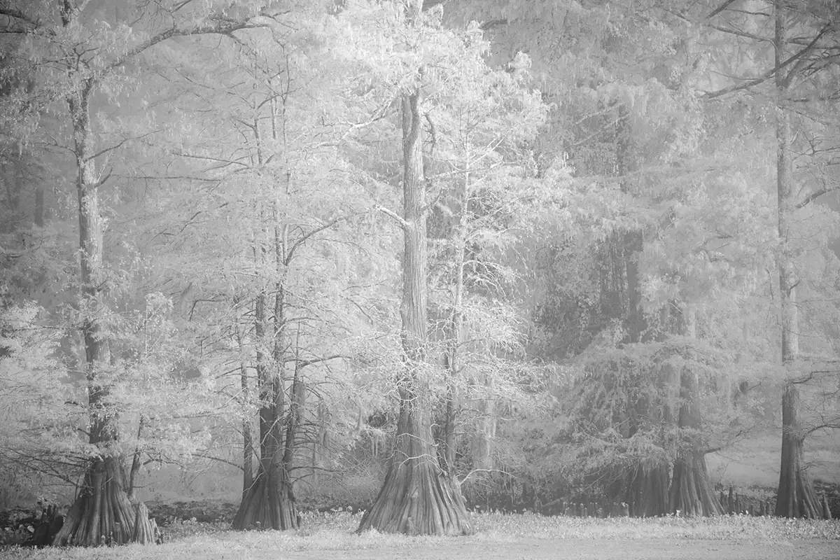Photographie infrarouge douce et lumineuse de cyprès dans une forêt marécageuse du sud, avec un feuillage éclatant et une lumière atmosphérique brumeuse.