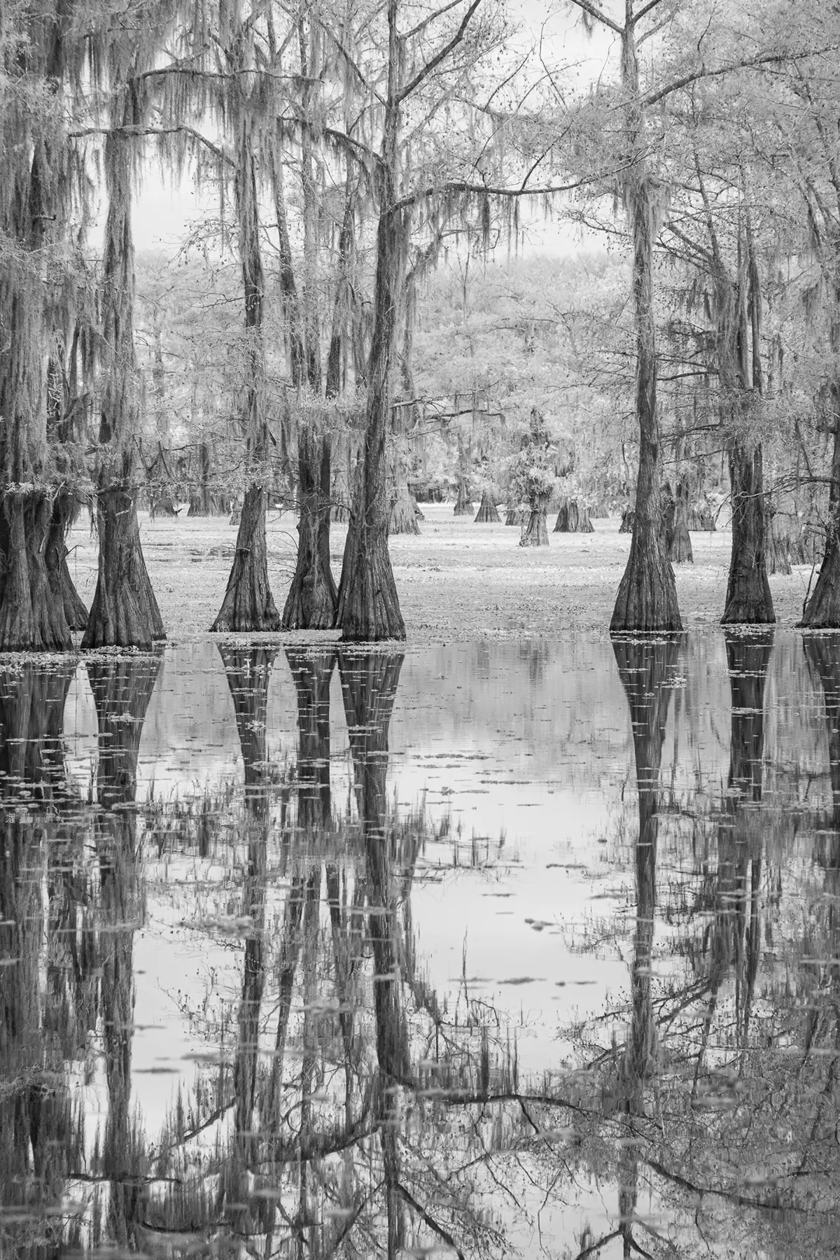 Photographie infrarouge en noir et blanc représentant des cyprès se reflétant dans un marais du sud, avec leurs troncs recouverts de mousse et l'eau calme créant un paysage surréaliste.