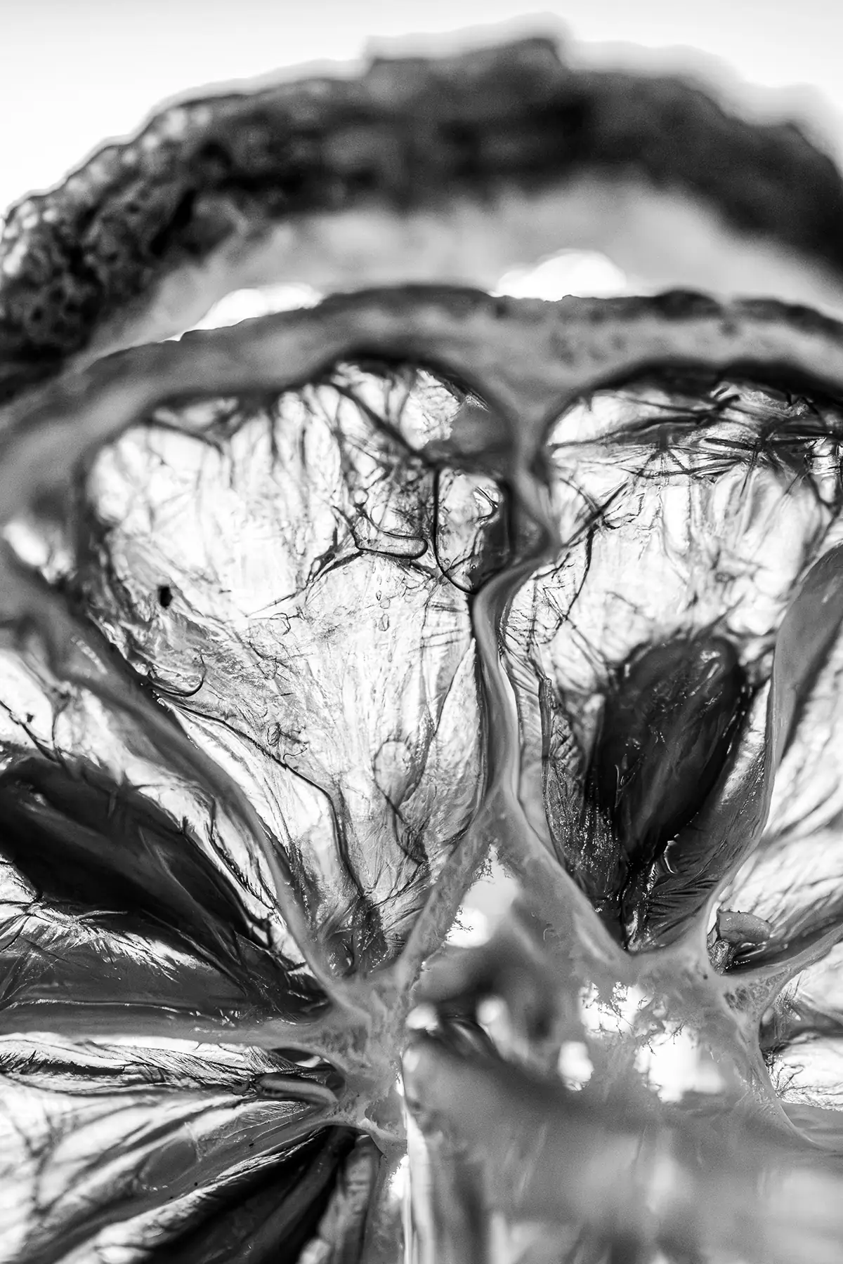 Fotografia macro da floresta tropical de um detalhe botânico abstrato fotografado na Costa Rica.