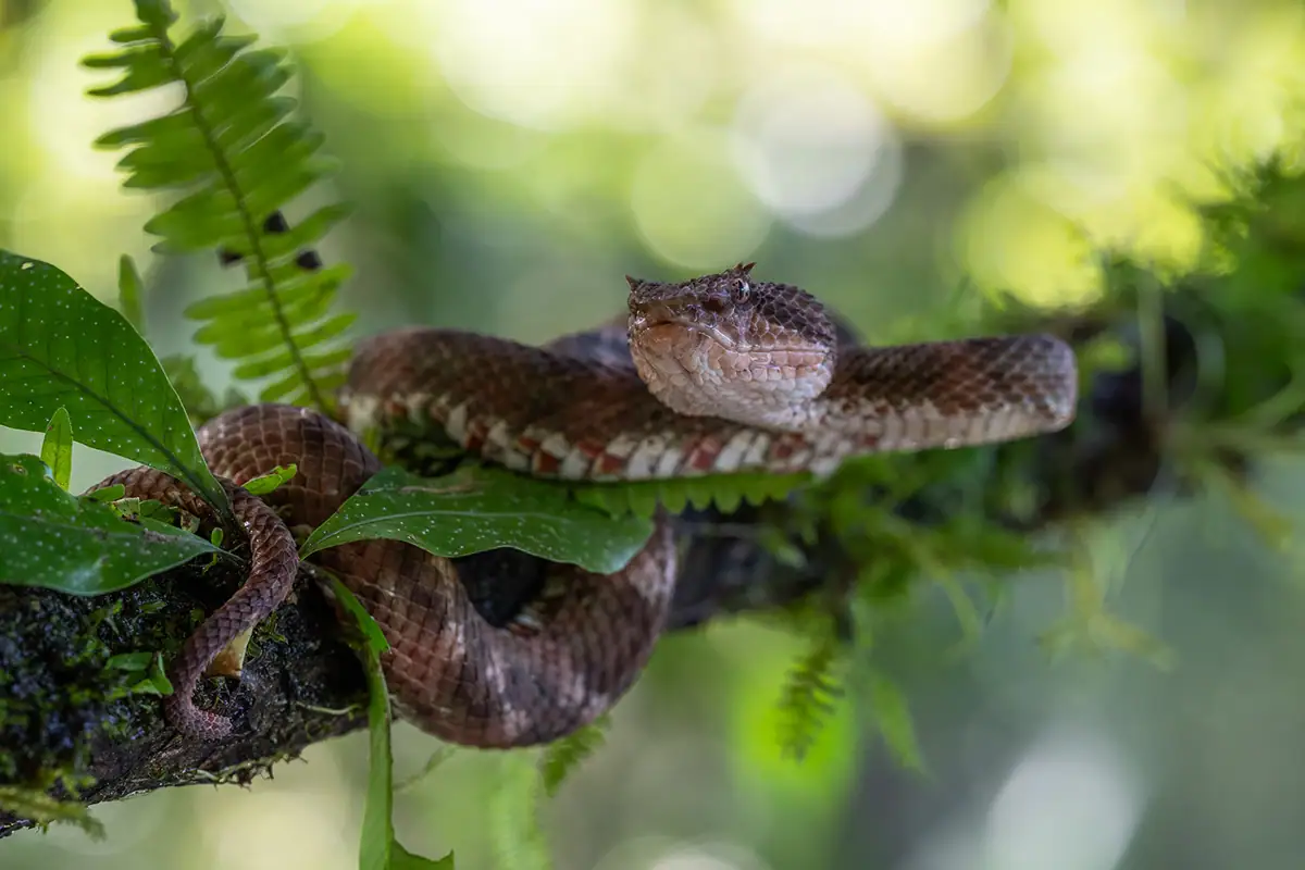 Fotografia macro da floresta tropical de uma víbora fer-de-lance descansando em um galho na Costa Rica.