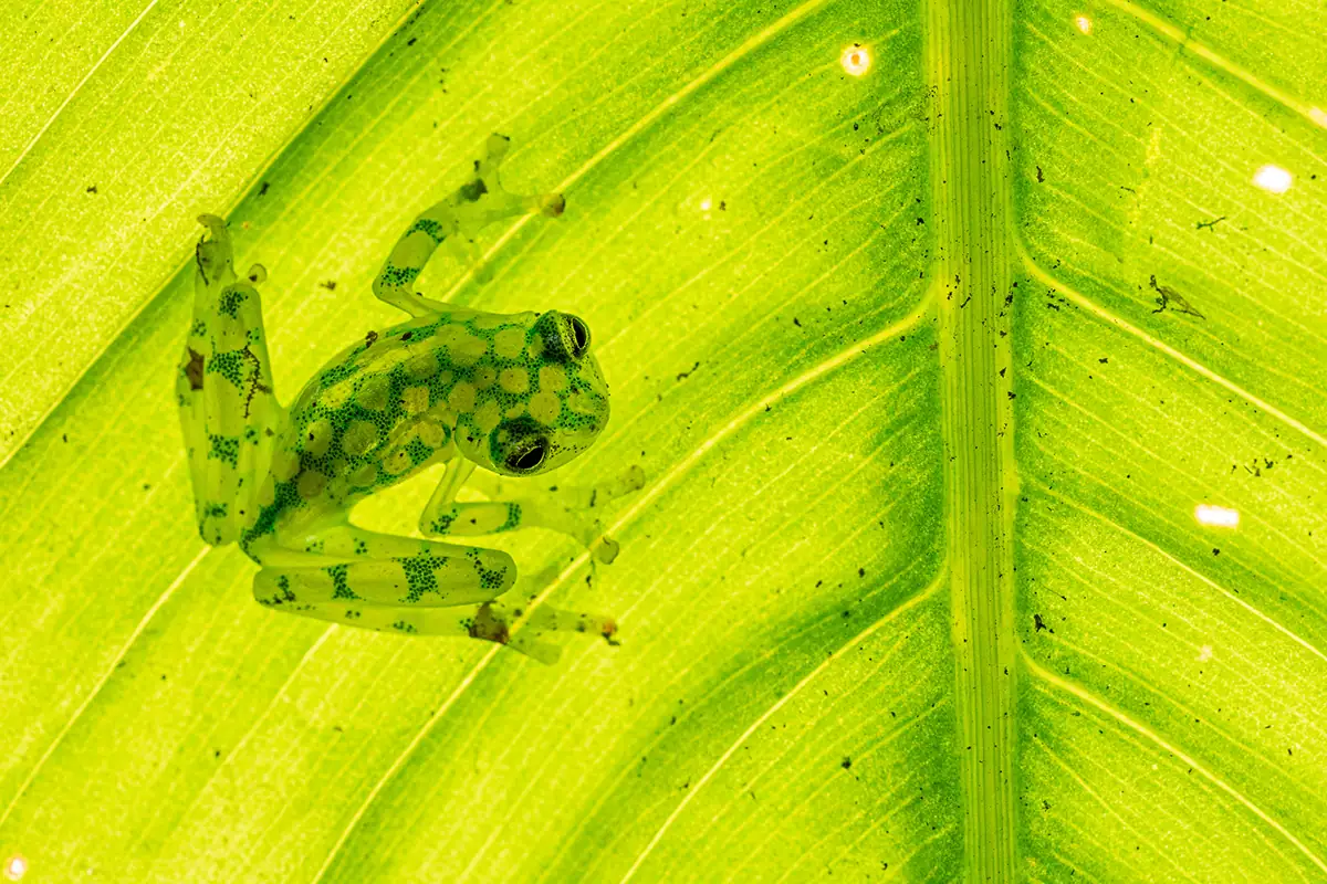 Fotografia macro da floresta tropical de um sapo de vidro visto através de uma folha translúcida na Costa Rica.