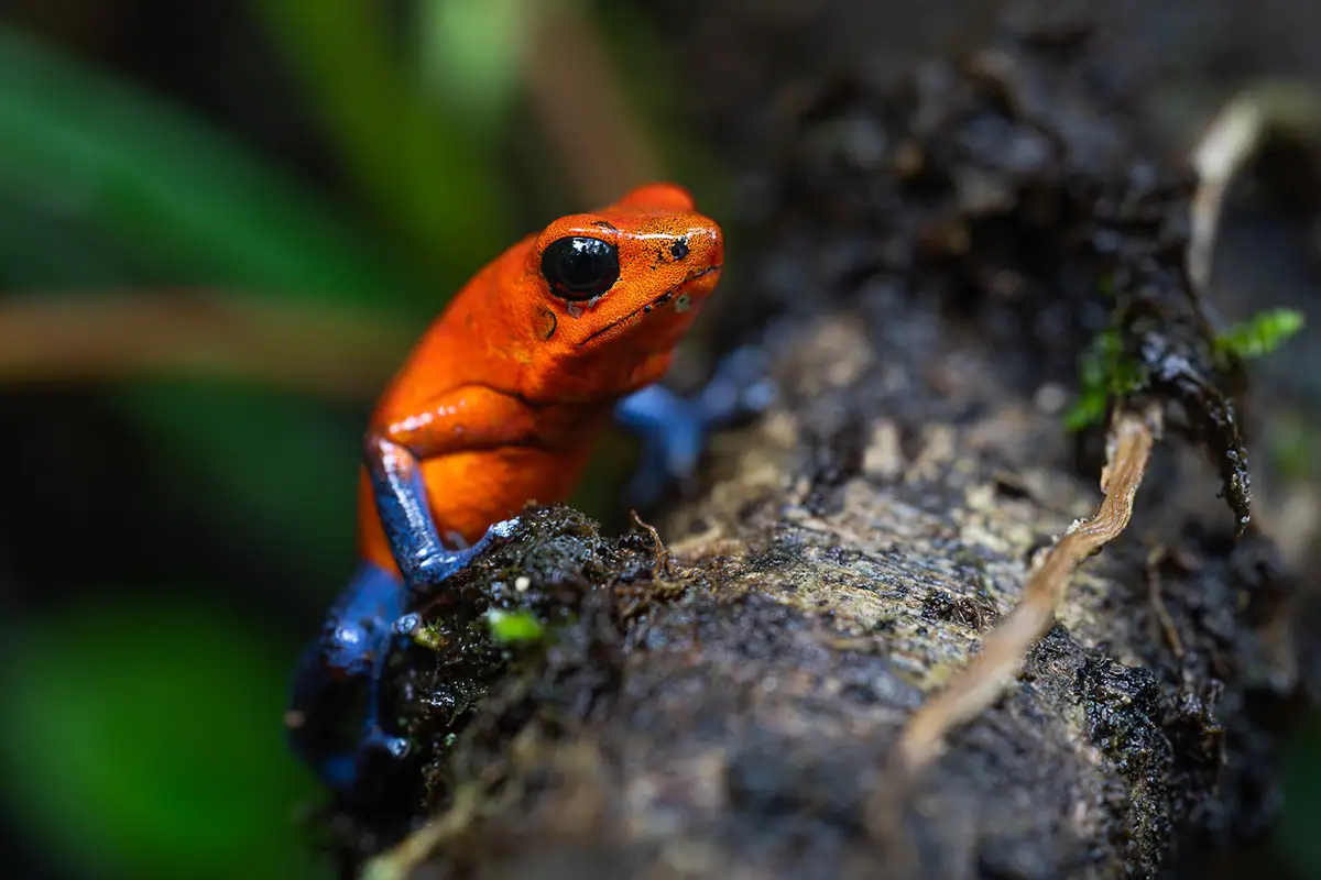 Fotografia macro da floresta tropical de um sapo venenoso no chão da floresta na Costa Rica.