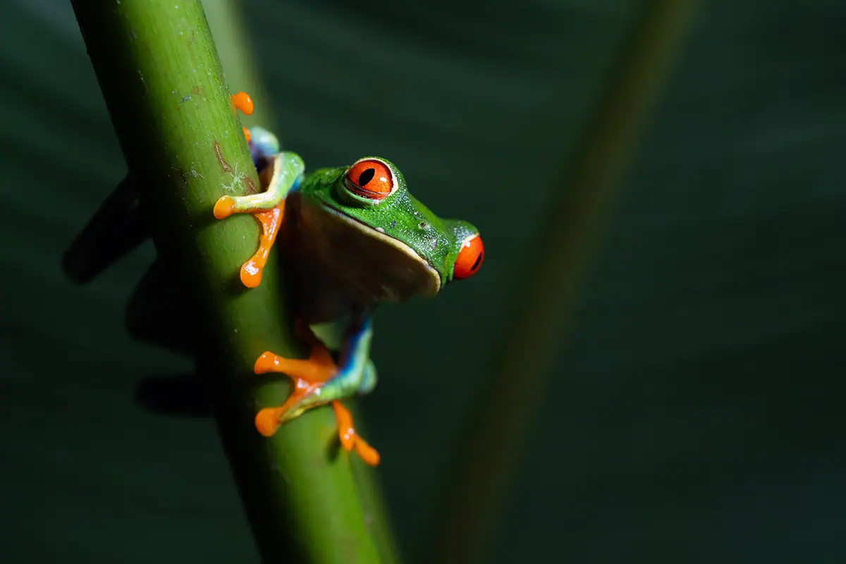 Fotografia macro da floresta tropical de uma rã-arborícola-de-olhos-vermelhos agarrada a um tronco na Costa Rica.
