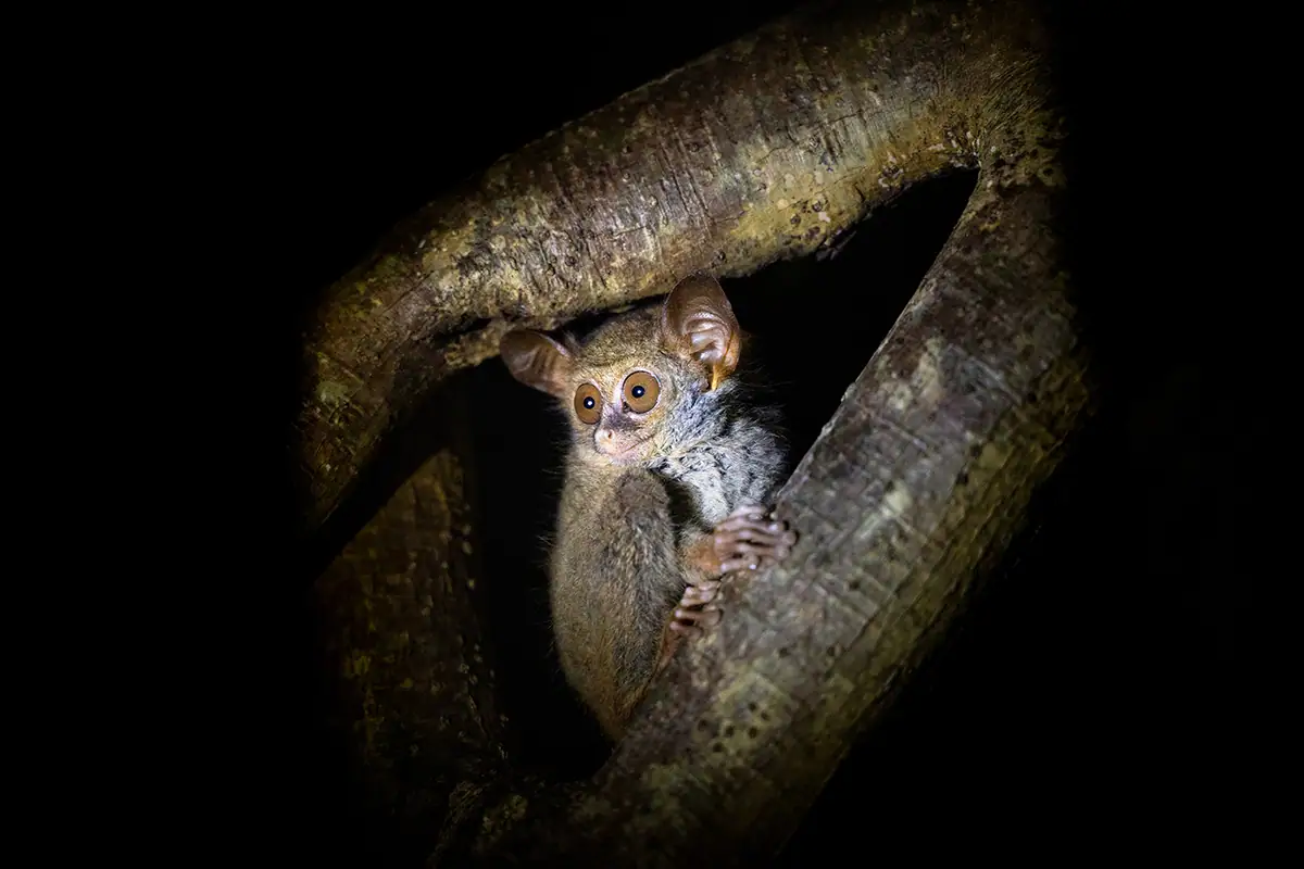 Nocturnal tarsier peering from a tree branch in Indonesia, photographed at night during wildlife travel photography with the Tamron 70-180mm F2.8 G2 lens.