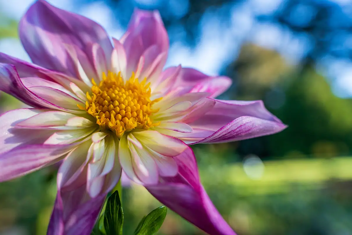Gros plan d'une fleur rose et jaune avec un bokeh doux en arrière-plan, photographiée avec le Tamron 28-75mm F2.8 G2 dans un jardin du nord-ouest du Pacifique.