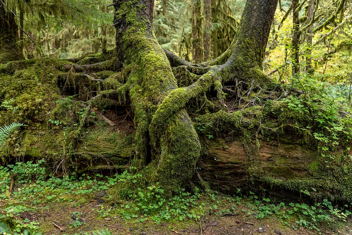 Racines d'arbre couvertes de mousse poussant sur un tronc tombé dans la forêt tropicale du nord-ouest du Pacifique, photographiées avec le Tamron 28-75mm F2.8 G2 lors d'un voyage.