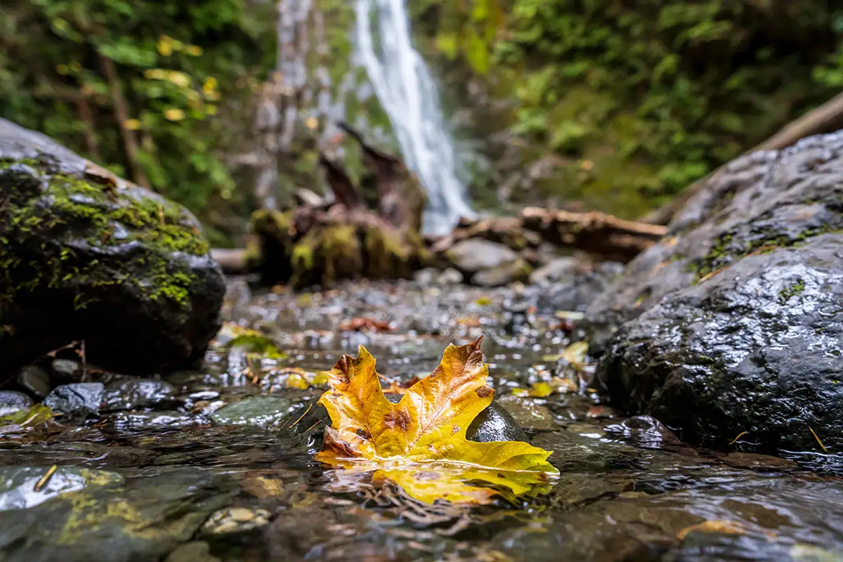 Feuille d'automne flottant dans un ruisseau peu profond avec une chute d'eau à l'arrière-plan, capturée avec le Tamron 28-75mm F2.8 G2 lors d'un voyage dans le nord-ouest du Pacifique.