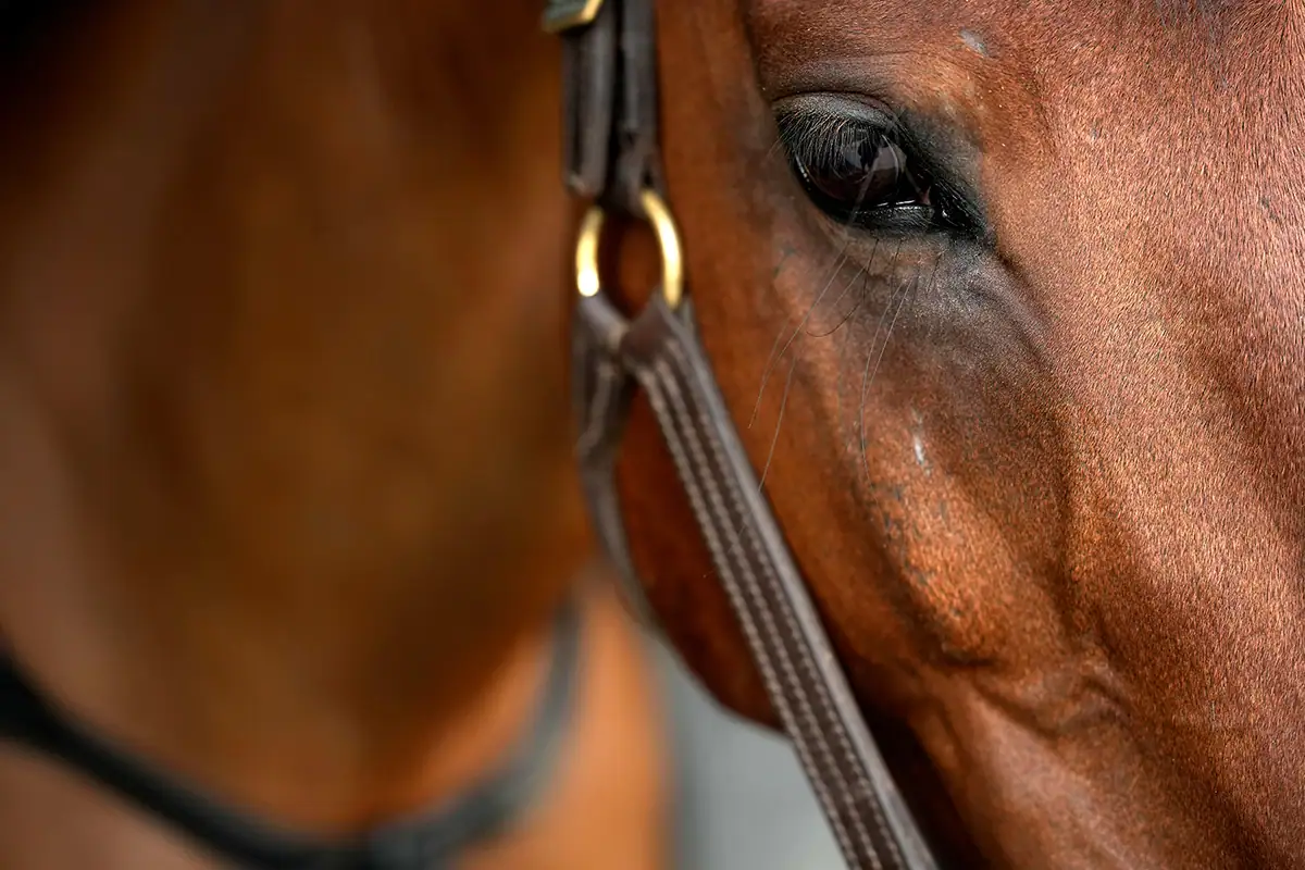 Close-up of a horse&rsquo;s eye and facial detail captured during equestrian action photography with the Tamron 70-180mm F2.8 G2.