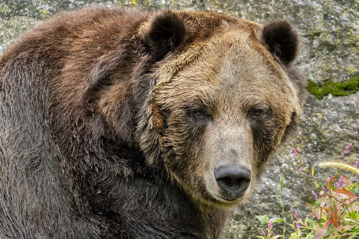 Brown bear photographed with a telephoto lens using image stabilization.