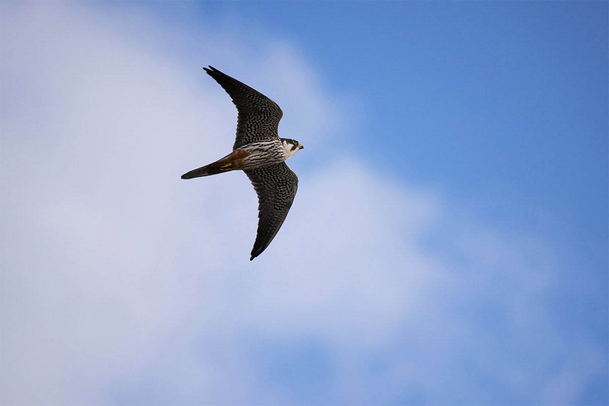 Falcão em voo com espaço aberto à frente, demonstrando o uso do espaço direcional na composição de fotografias de pássaros.