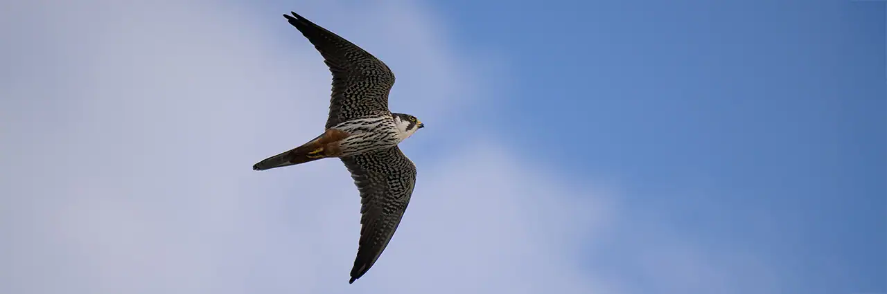 Faucon en vol dans un ciel bleu clair démontrant les réglages de suivi et d'autofocus de la photographie d'oiseaux.