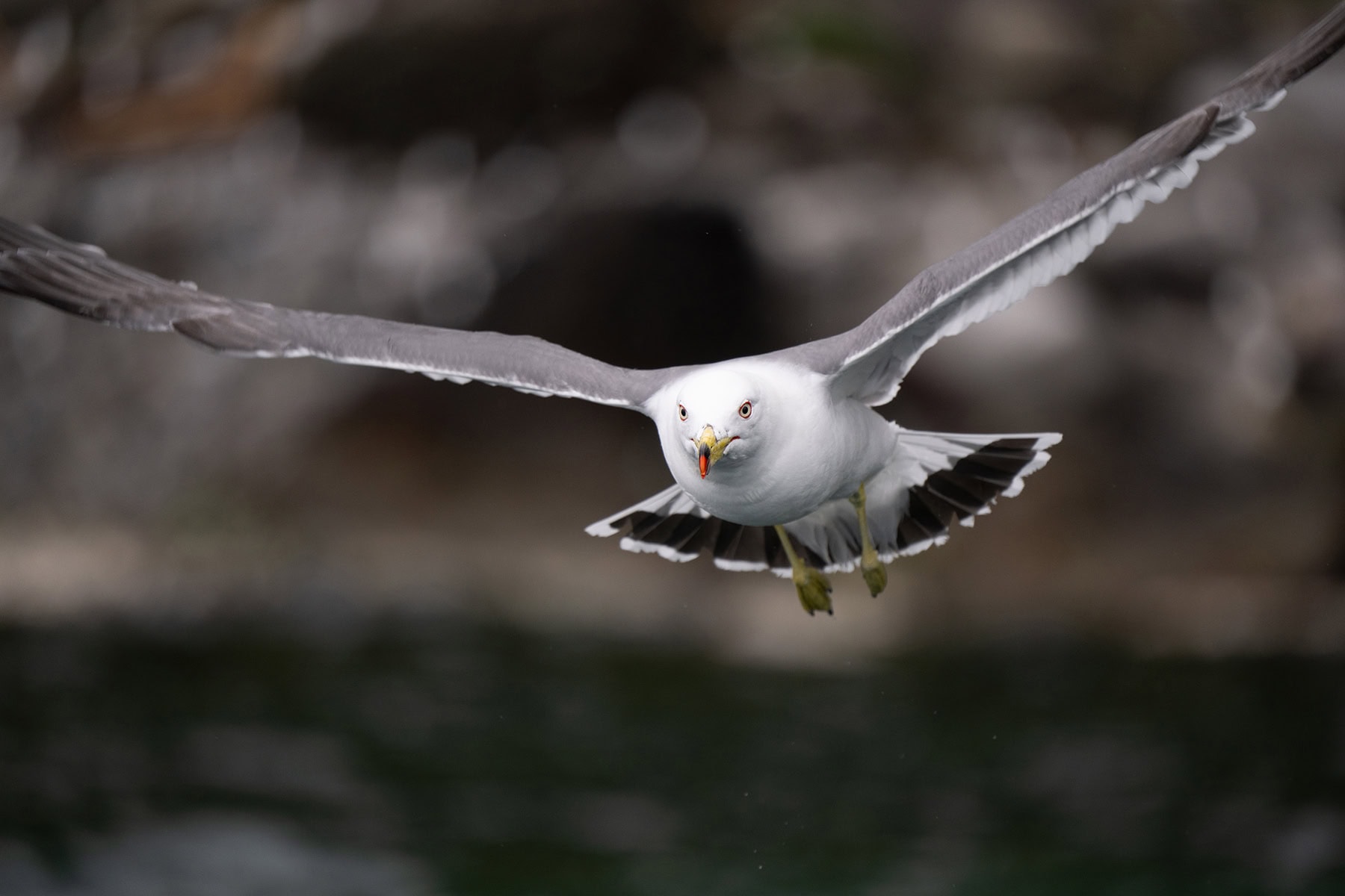 Gaivota voando diretamente em direção à câmera com as asas estendidas, demonstrando a fotografia frontal de pássaros em voo e o rastreamento do tema.