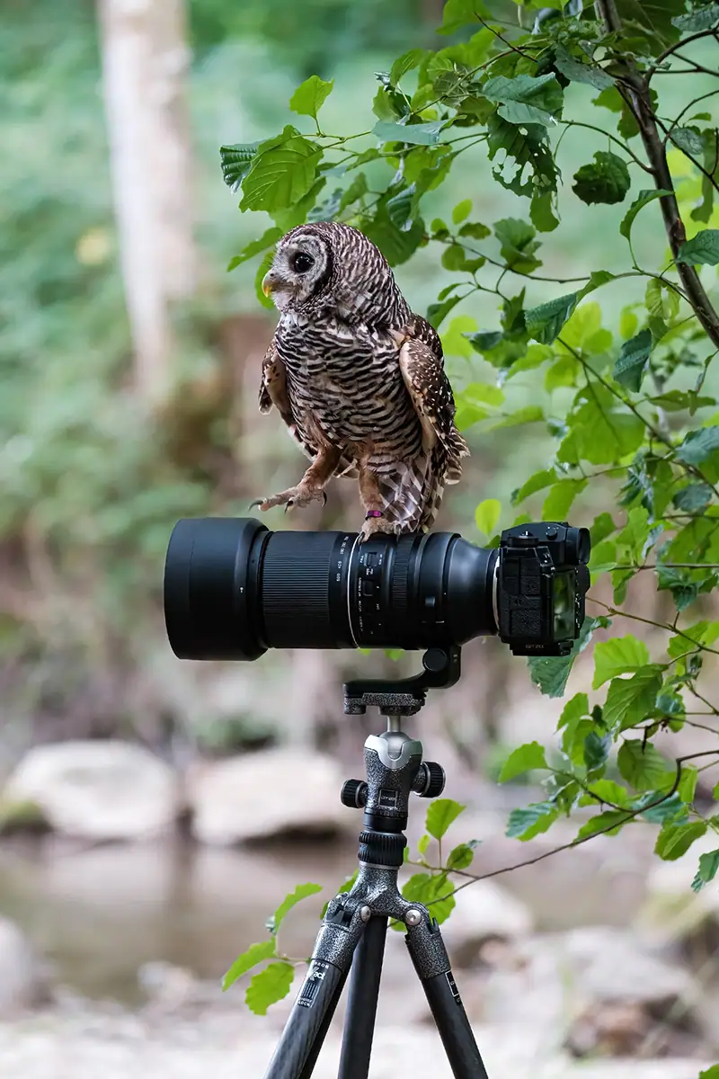 Owl perched on a telephoto lens mounted on a tripod in a natural outdoor setting.