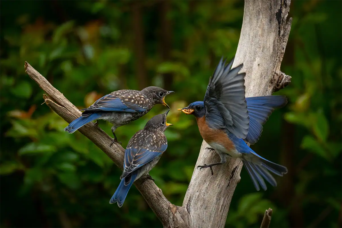 Adult bluebird feeding chicks on a branch with wings partially extended.