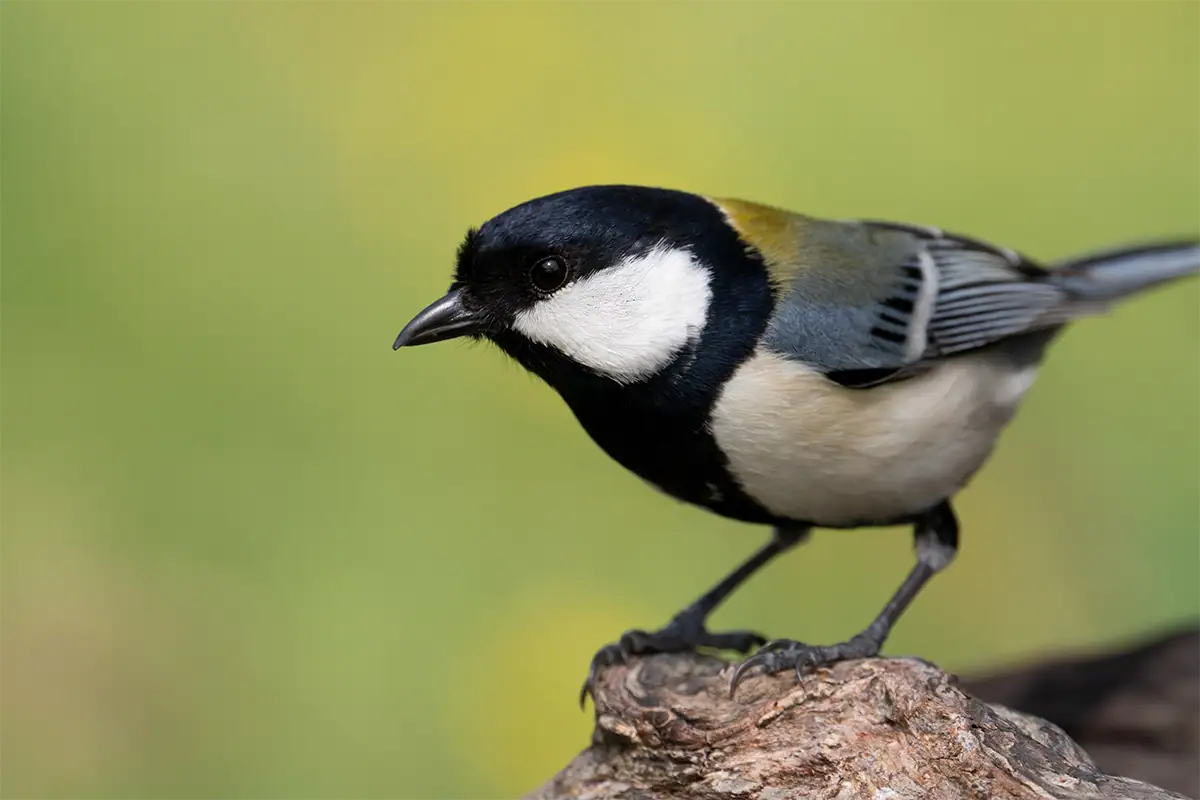 Black and white bird perched on a branch with soft blurred background showing shallow depth of field.