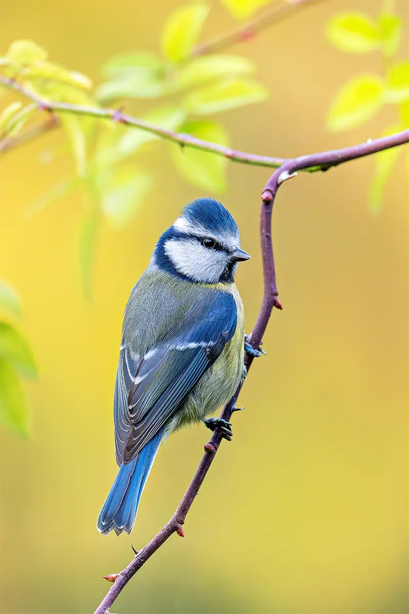 Choosing the right lens can make a significant difference in your bird photography results. Whether you're photographing birds in flight or perched subjects, a telephoto zoom lens provides the reach, speed, and flexibility needed for sharp, detailed images. For most photographers, a focal range between 100&ndash;500mm offers the best balance of versatility, portability, and performance. <H3>Versatile Zoom for Travel and Birding A lens in the 50&ndash;400mm range is ideal if you want flexibility across different bird photography situations. This type of lens works well for: &bull; Birds at varying distances &bull; Travel and walkaround wildlife photography &bull; Situations where you need flexibility without changing lenses It allows you to quickly reframe your shot without switching lenses, which is especially useful when birds move unpredictably. Explore a versatile option like the Tamron 50-400mm F4.5-6.3 Di III VC VXD. <H3>Maximum Reach for Birds in Flight If you're photographing smaller or more distant birds, a longer focal length becomes essential. A 150&ndash;500mm lens is well suited for: &bull; Birds in flight &bull; Small or distant subjects &bull; Situations where subject isolation is critical This range gives you the reach needed to capture detail without disturbing wildlife. Learn more about the Tamron 150-500mm F/5-6.7 Di III VC VXD or see how this lens performs in real-world shooting: 150-500mm wildlife photography tips and performance <H3>Browse Telephoto Lens Options To compare focal lengths and find the right lens for your needs: &bull; Browse telephoto zoom lenses &bull; Explore wildlife photography lenses <H2>Bird Photography Tips for Beginners 