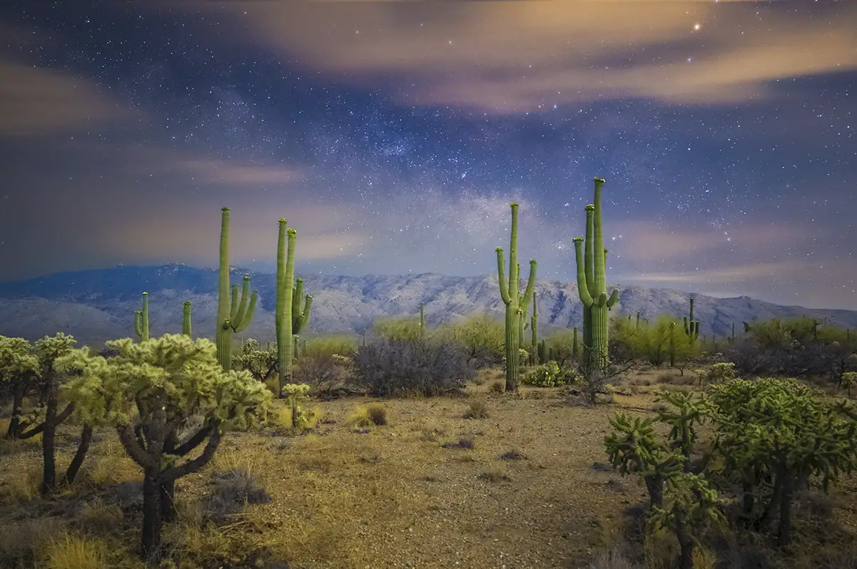 Saguaro National Park