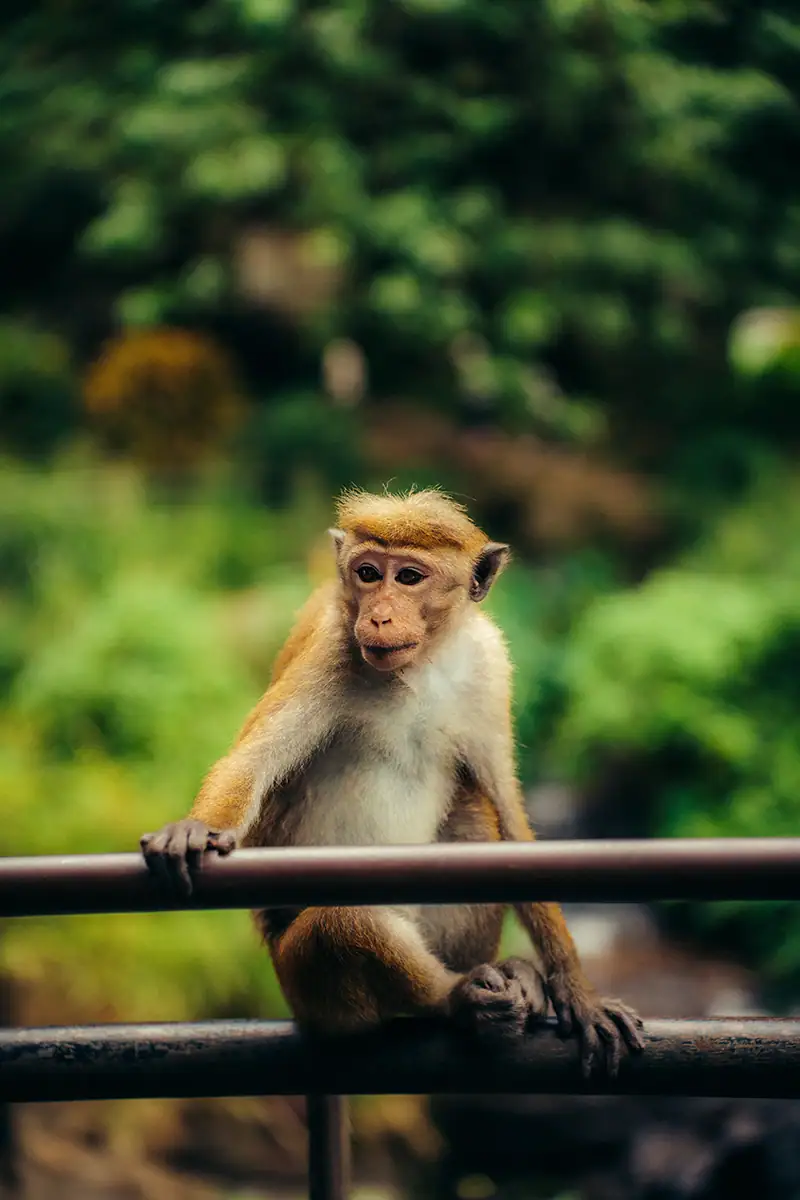 A monkey sitting on the railing near a waterfall