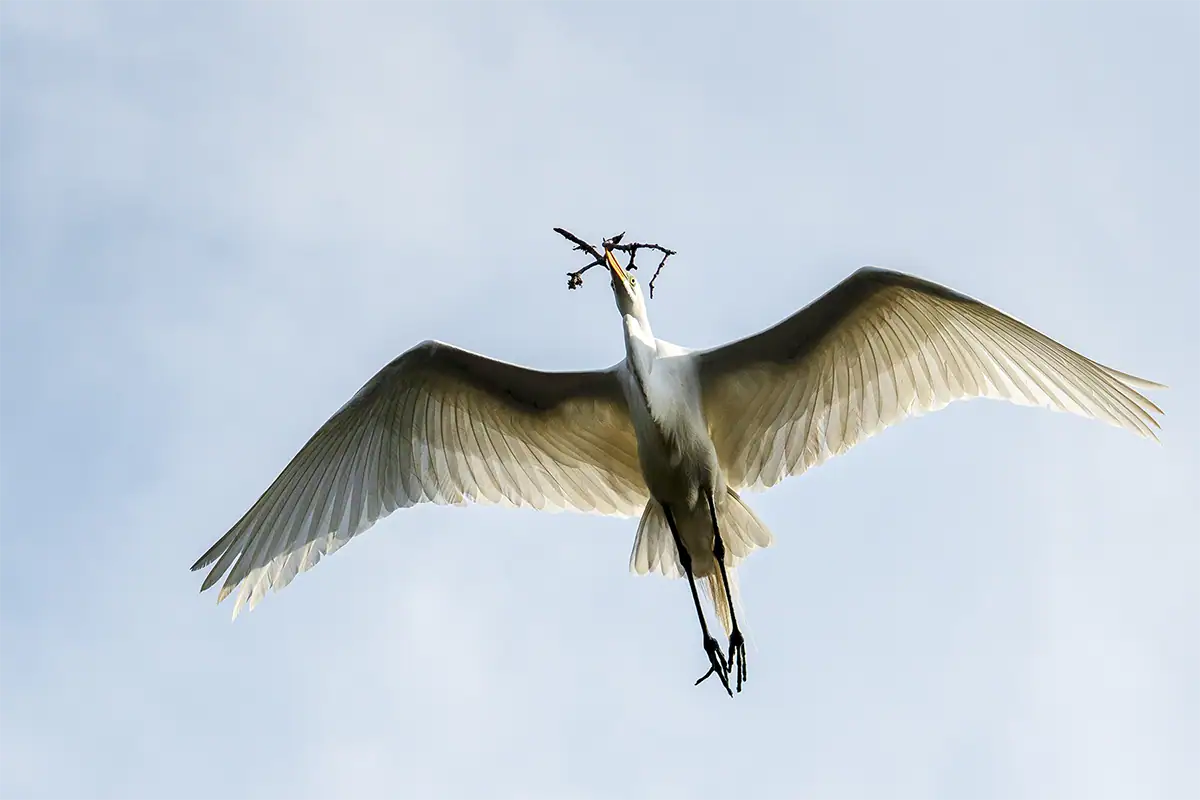 Great egret flying overhead with wings fully extended carrying a twig against a clear sky.