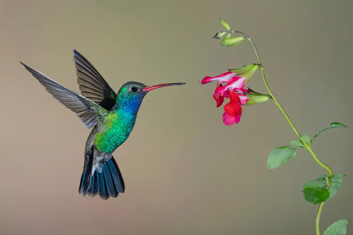 Hummingbird hovering midair near a red flower with a soft, clean background.