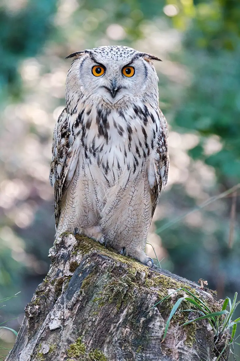 Owl perched on a tree stump with sharp focus on the eyes and a softly blurred forest background.