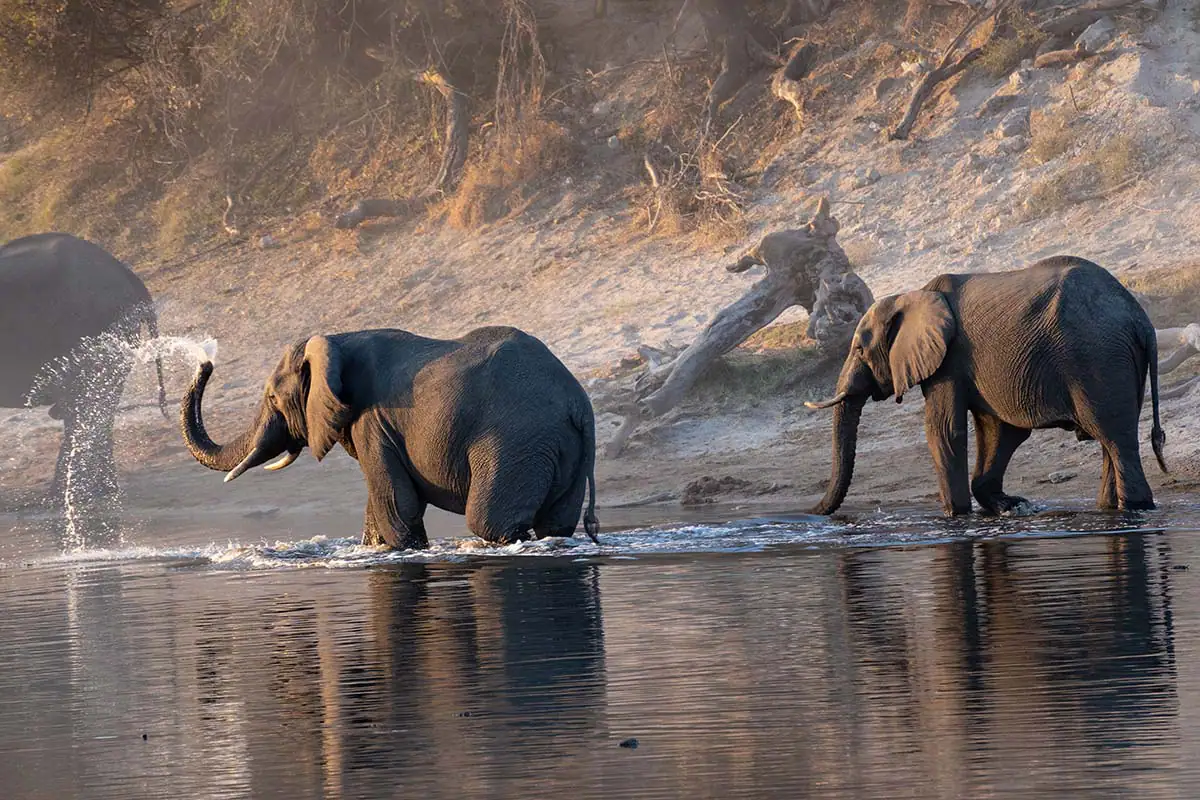 Elephants crossing water at golden hour captured with Tamron telephoto lens during safari photography.