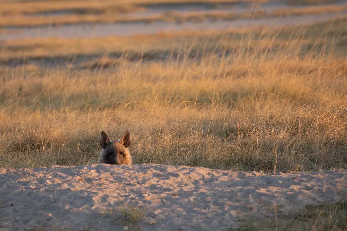 Hyena peeking over grass ridge in early light during wildlife safari photography.