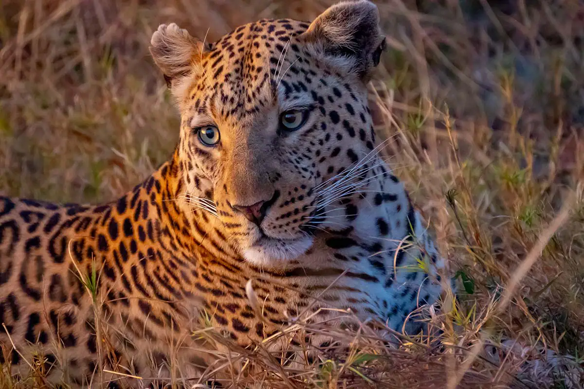 Leopard portrait in warm golden light captured with Tamron telephoto lens on safari.