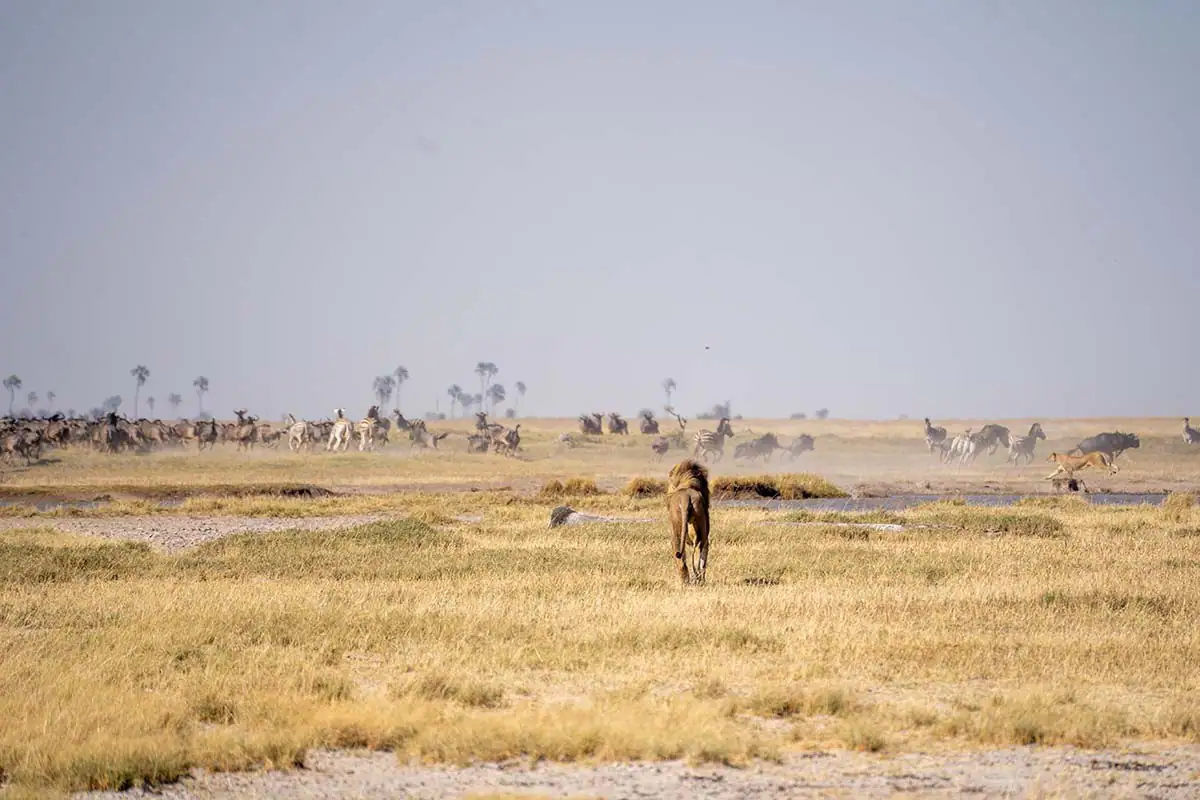 Lion approaching herd across open savanna landscape in wildlife safari photography scene.