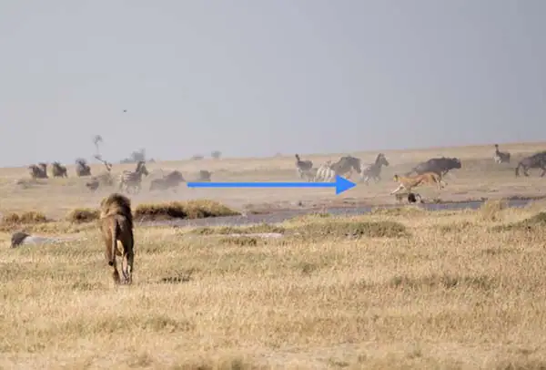 Lion walking toward herd of wildebeest and zebras demonstrating wildlife safari photography and animal behavior.