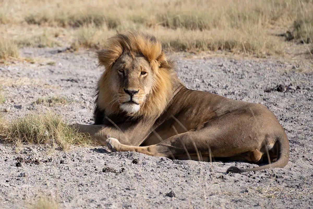 Male lion resting in open terrain captured with telephoto lens during safari photography.
