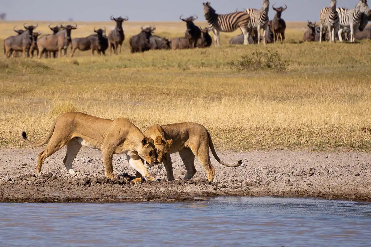 Two lions interacting near water with herd in background during safari photography.